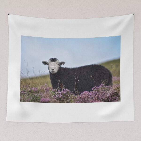 Item preview, Herdwick lamb in heather  designed and sold by Mojoprintshop.