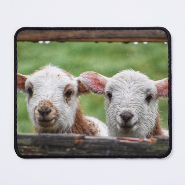 Item preview, Two little lambs  designed and sold by Mojoprintshop.