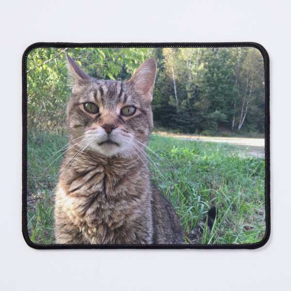Item preview, beautiful cat designed and sold by Topmel.