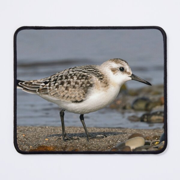 Item preview, Sanderling designed and sold by Tom McPherson Photography.