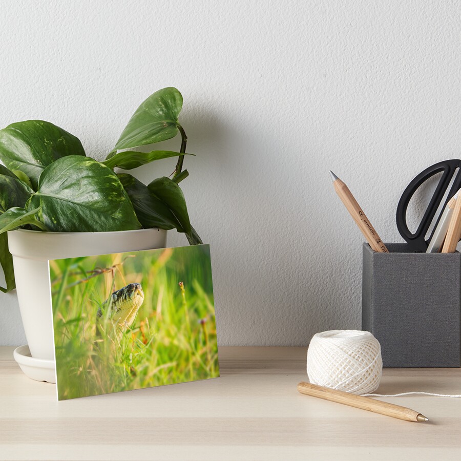 Item preview, Art Board Print designed and sold by robdwildlife.