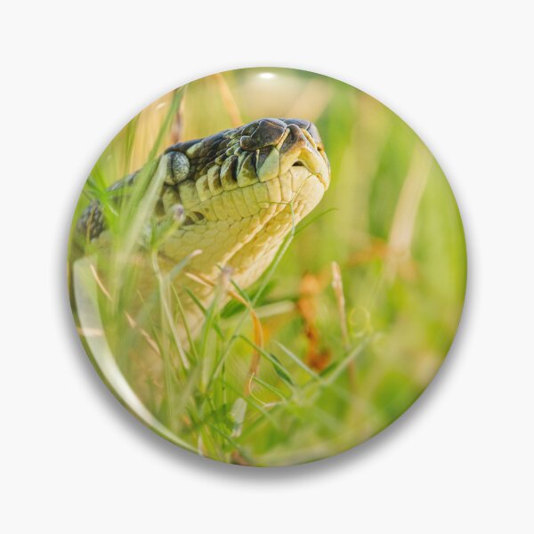 Item preview, Carpet Python designed and sold by robdwildlife.