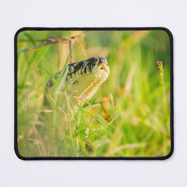 Item preview, Carpet Python designed and sold by robdanimalphotography.
