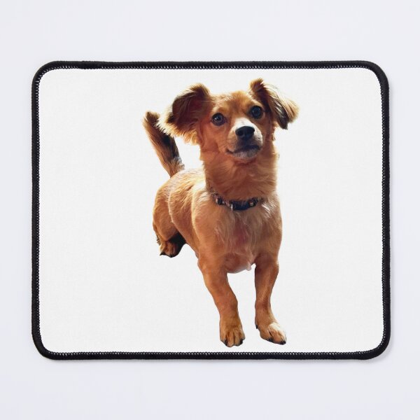 Item preview, Cute Chiweenie designed and sold by MikeynMimi.