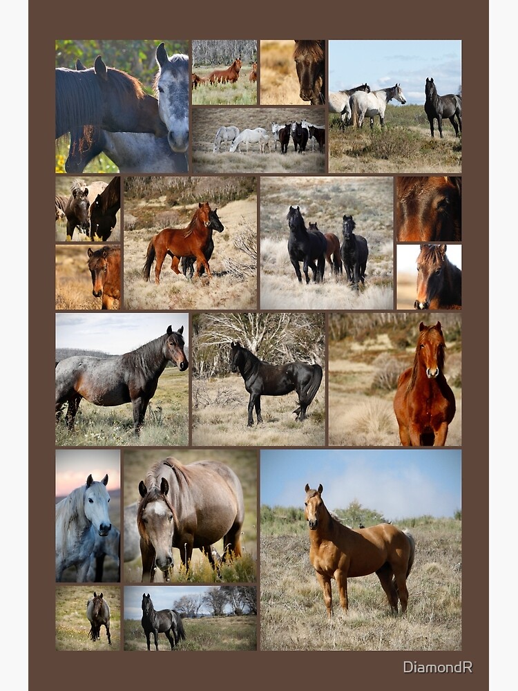 Thumbnail 3 of 3, Poster, Wild Brumbies Wall Art Collage designed and sold by DiamondR.
