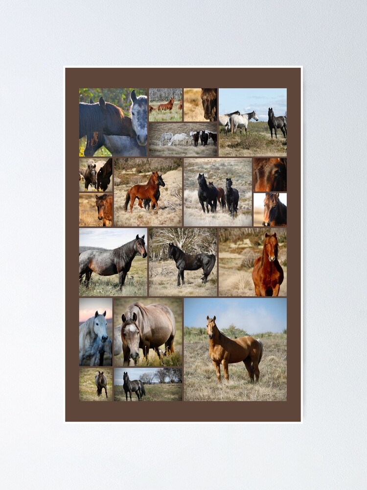 Thumbnail 1 of 3, Poster, Wild Brumbies Wall Art Collage designed and sold by DiamondR.