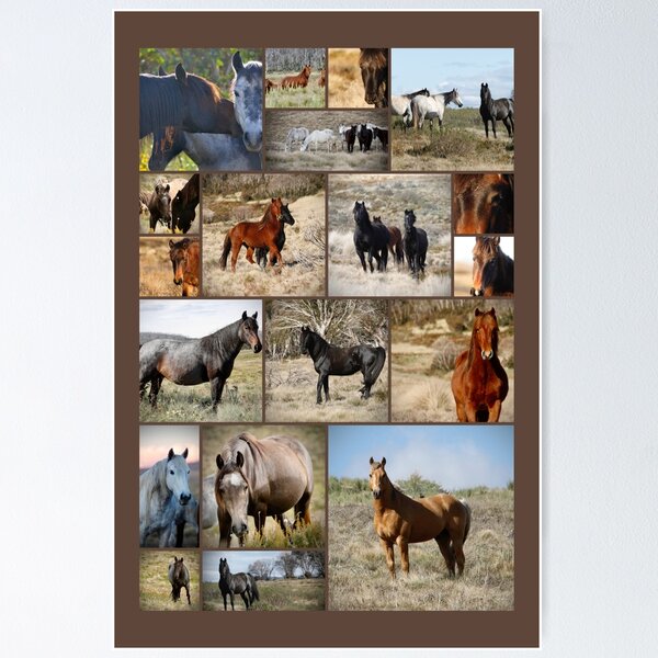 Item preview, Wild Brumbies Wall Art Collage designed and sold by DiamondR.