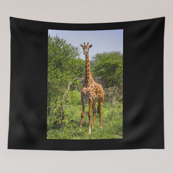 Item preview, Tanzania. Tarangire National Park. Giraffe. designed and sold by vadim19.