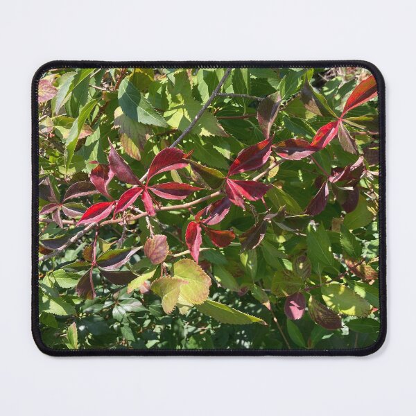 Item preview, Contrasting Leaves in Early Autumn  designed and sold by Amanda1775.