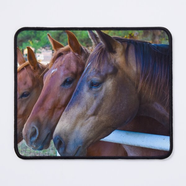 Item preview, 3 Amigos Trio of Quarter Horses with Star Markings  Fine Art Print designed and sold by Yogibear & Rachelle .