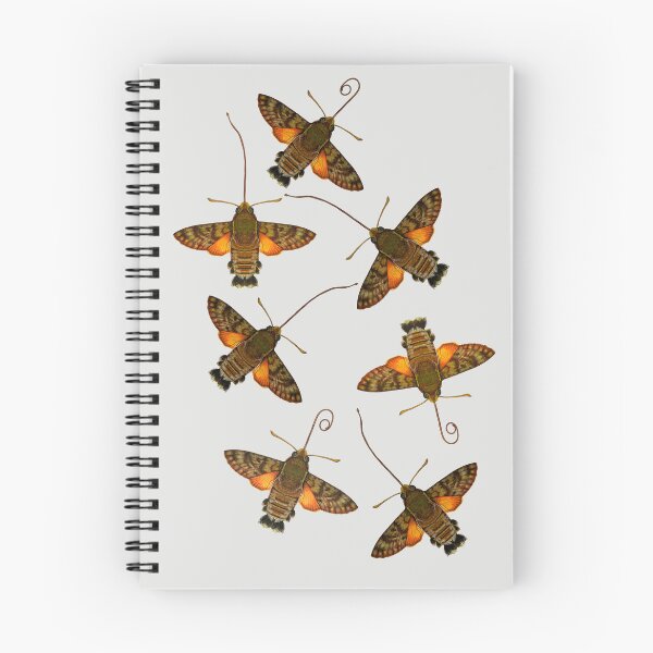 Item preview, HUMMINGBIRD HAWK-MOTH designed and sold by joancaronil.