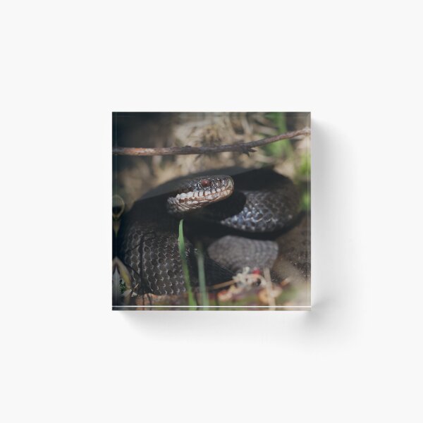 Item preview, Black Adder - Ashdown Forest. designed and sold by Christian Moss.