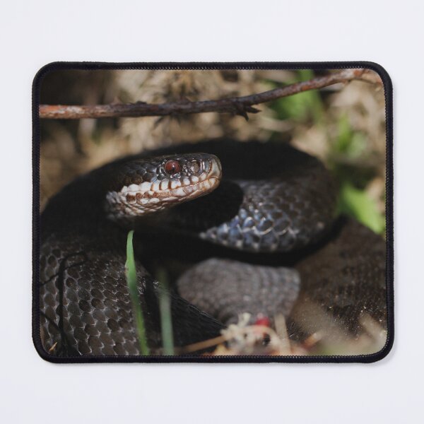 Item preview, Black Adder - Ashdown Forest. designed and sold by Christian Moss.
