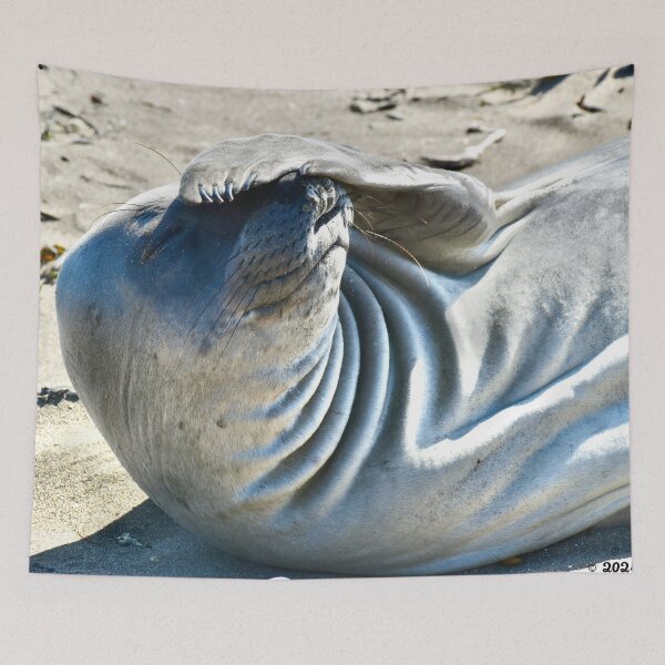 Item preview, Funny Elephant Seal Flipper over Head Thinking Oh My Fine Art Photo designed and sold by Yogibear & Rachelle .