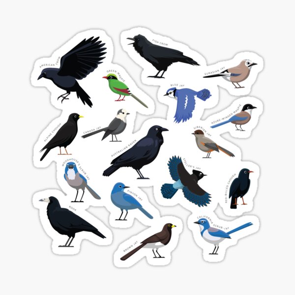 Vista previa del artículo con la obra «Colección de varias especies de aves cuervo y arrendajo», diseñado y vendido por SUPERHERON.