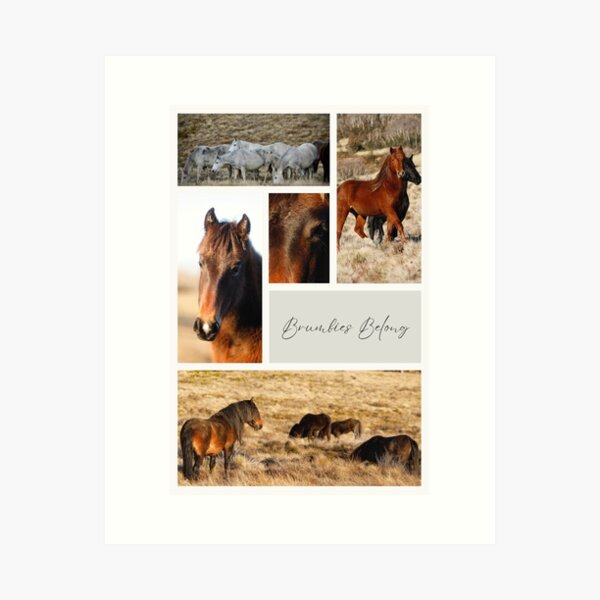 Item preview, Brumbies Belong designed and sold by DiamondR.