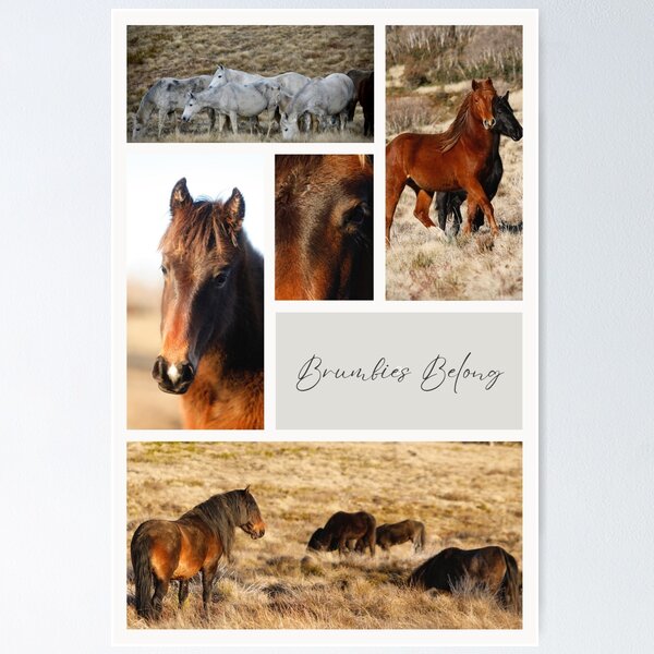Item preview, Brumbies Belong designed and sold by DiamondR.