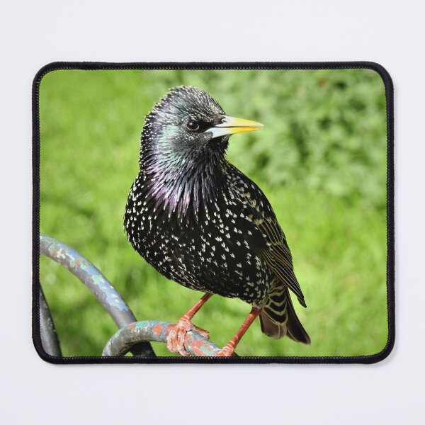 Item preview, PEARLY KING designed and sold by NatureWatch10.