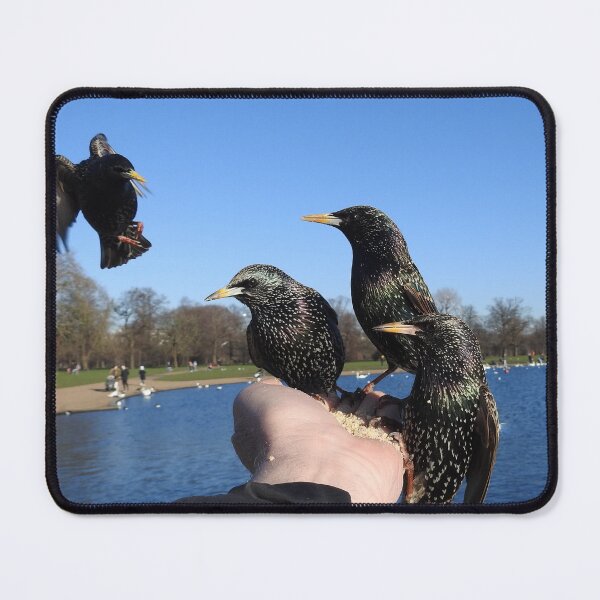 Item preview, LUNCHTIME FOR STARLINGS designed and sold by NatureWatch10.