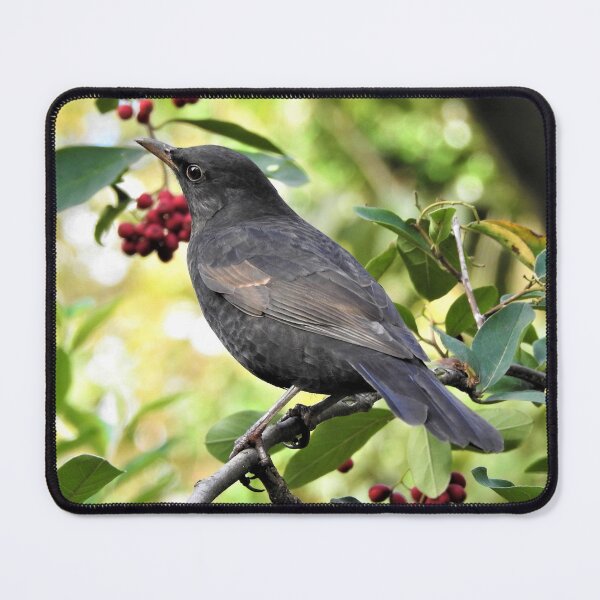 Item preview, A WELCOME WINTER VISITOR. designed and sold by NatureWatch10.