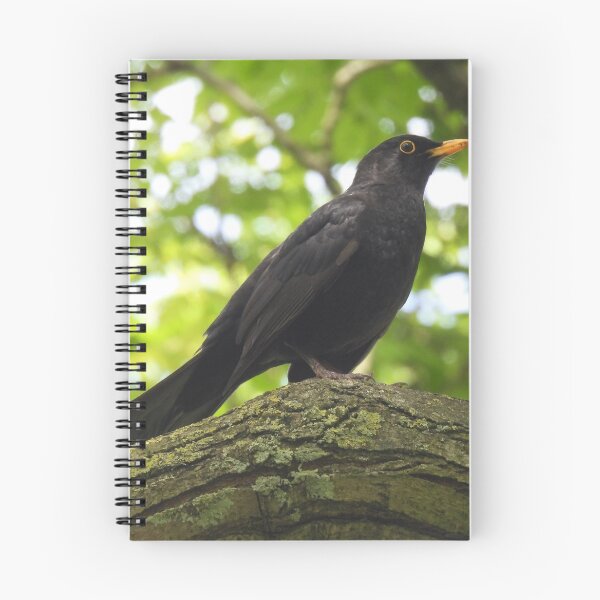 Item preview, BLACKBIRD ON FULL ALERT. designed and sold by NatureWatch10.