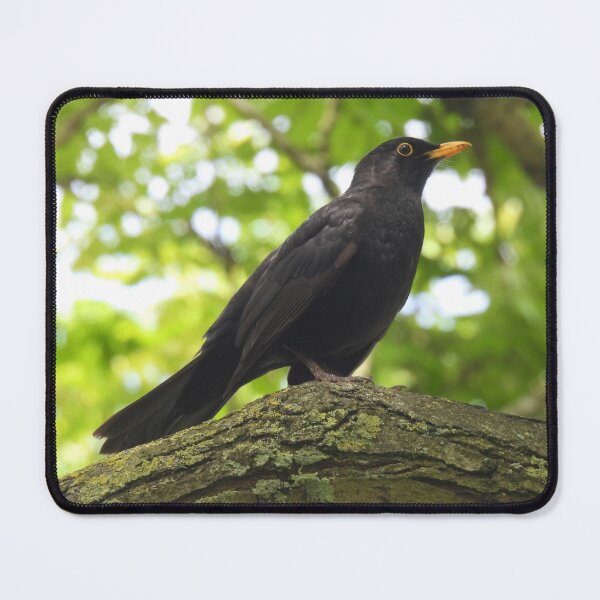Item preview, BLACKBIRD ON FULL ALERT. designed and sold by NatureWatch10.