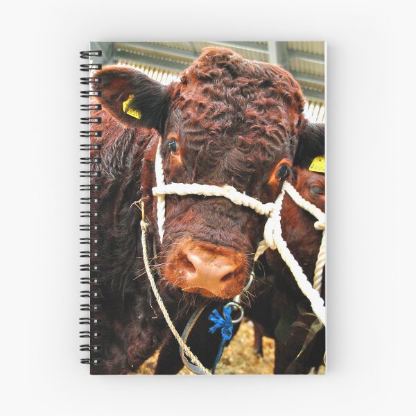 Item preview, Pedigree Red Ruby Devon Cow designed and sold by AndyEvansPhotos.