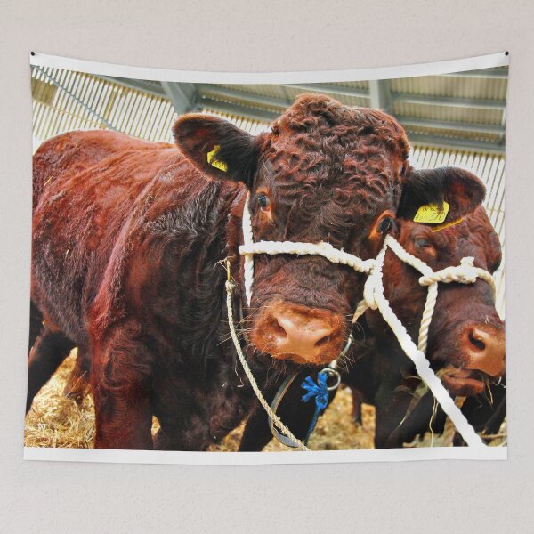 Item preview, Pedigree Red Ruby Devon Cow designed and sold by AndyEvansPhotos.
