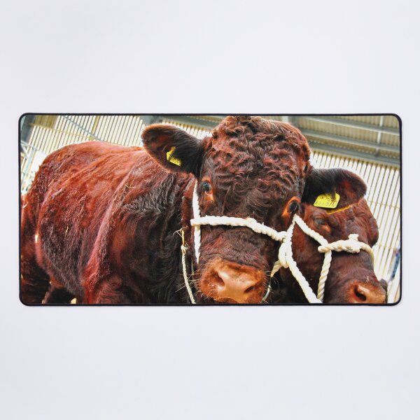Item preview, Pedigree Red Ruby Devon Cow designed and sold by AndyEvansPhotos.