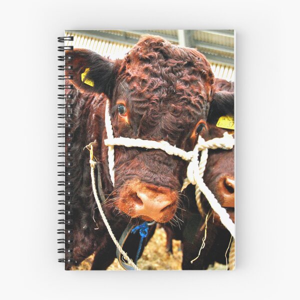 Item preview, Pedigree Red Ruby Devon Cow designed and sold by AndyEvansPhotos.