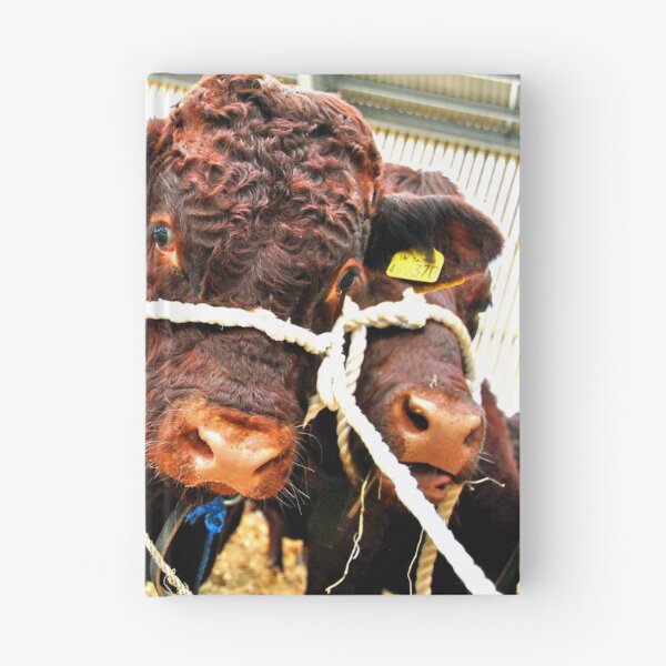Item preview, Pedigree Red Ruby Devon Cow designed and sold by AndyEvansPhotos.