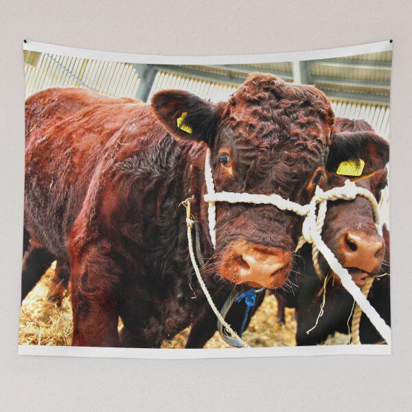 Item preview, Pedigree Red Ruby Devon Cow designed and sold by AndyEvansPhotos.