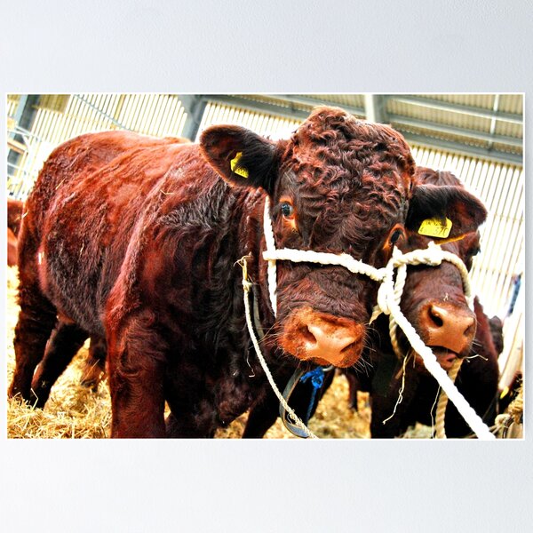 Item preview, Pedigree Red Ruby Devon Cow designed and sold by AndyEvansPhotos.