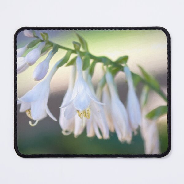 Artikelvorschau, Hosta Knospen und Blüten entworfen und verkauft von Debra Martz.