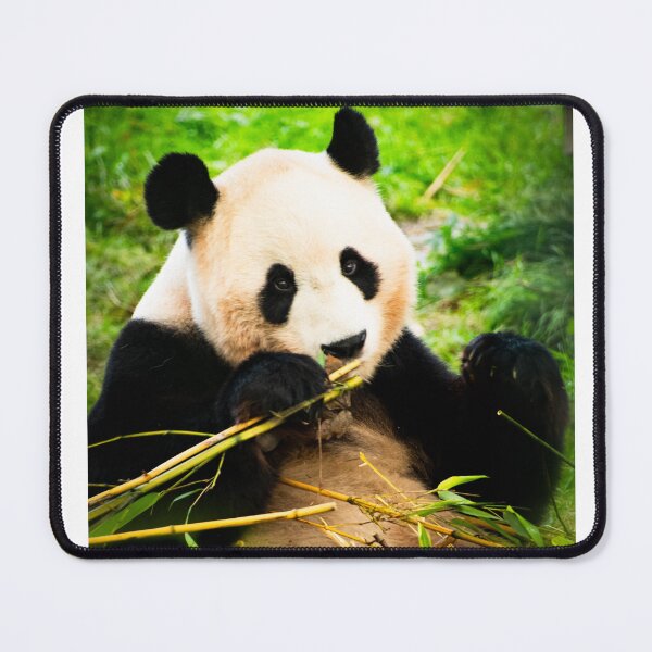 Item preview, Giant Panda Snacking on Bamboo designed and sold by LMH-Photography.