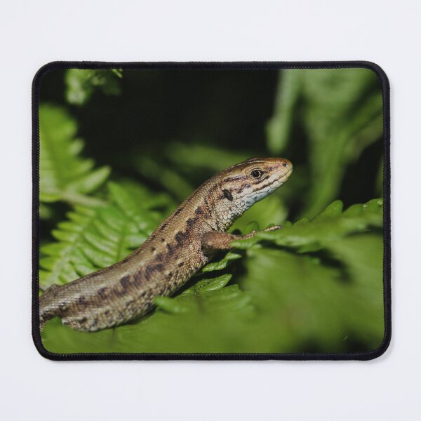 Item preview, Common lizard - Zootoca vivipara designed and sold by Christian Moss.