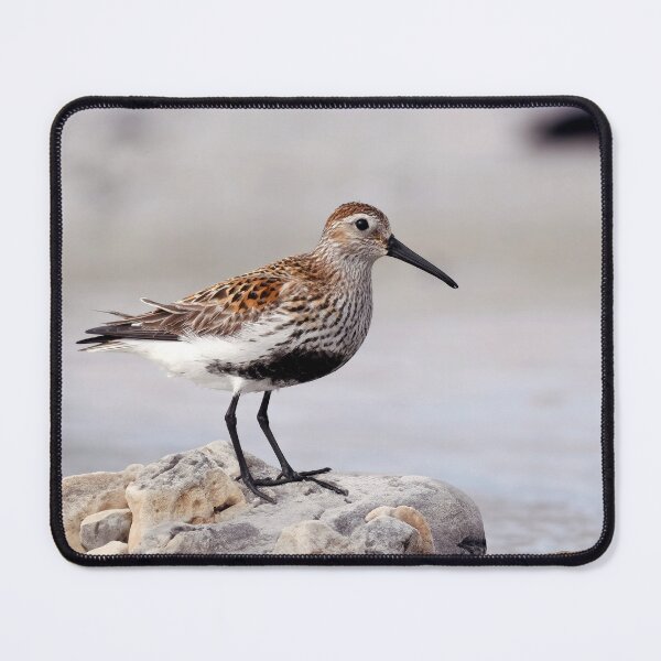 Item preview, Dunlin designed and sold by Tom McPherson Photography.