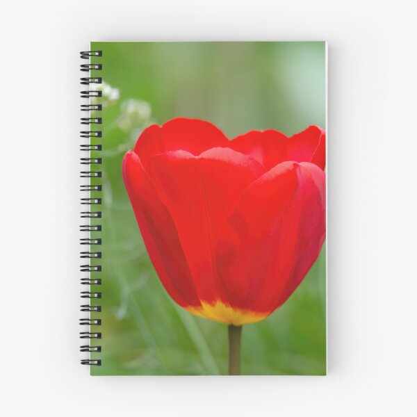 Item preview, Red tulip designed and sold by KatieTannerpics.