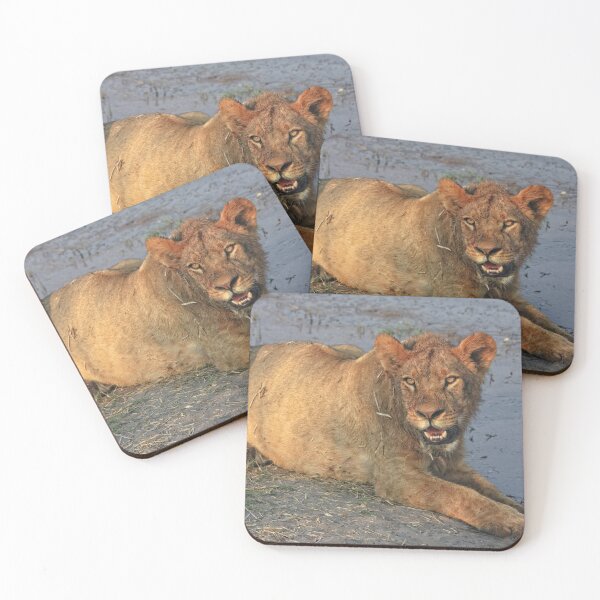 Item preview, A Freshly Fed Lion designed and sold by Kay Brewer.