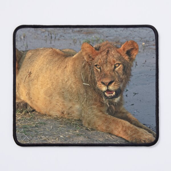 Item preview, A Freshly Fed Lion designed and sold by Kay Brewer.