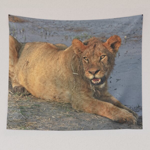 Item preview, A Freshly Fed Lion designed and sold by Kay Brewer.