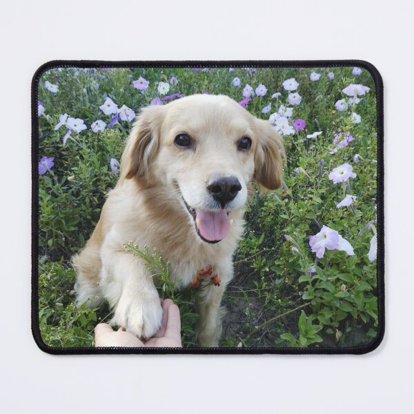 Item preview, Adorable dog offering a paw for a friendly greeting. designed and sold by inspiration3.