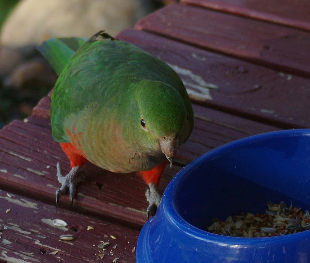 "King Parrot Eating Seeds" by Serena Griffin Redbubble