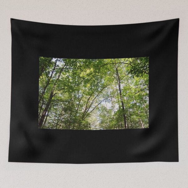 Item preview, Connecticut Canopy Forest Trees Photo designed and sold by maddiebusick.