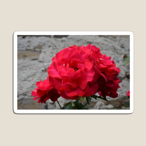 Item preview, Roses designed and sold by KeepCalmAndGo.