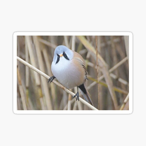 Item preview, Bearded Tit amongst the Reeds  designed and sold by Derren Jones.