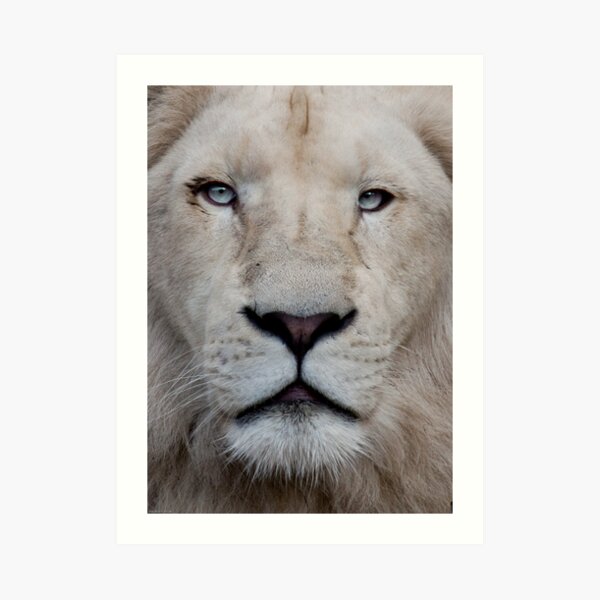 Stare Art Print