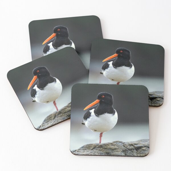 Item preview, Oystercatcher designed and sold by Tom McPherson Photography.