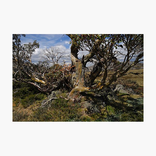 Item preview, Snow Gum designed and sold by Richard  Stanley.