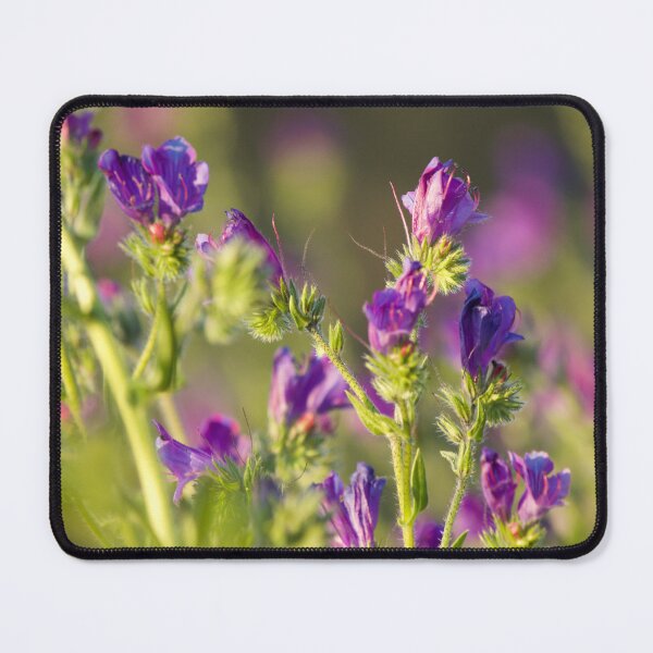 Item preview, Purple in the sunset ( Paterson' s Curse ) designed and sold by Kim Chi Thai.